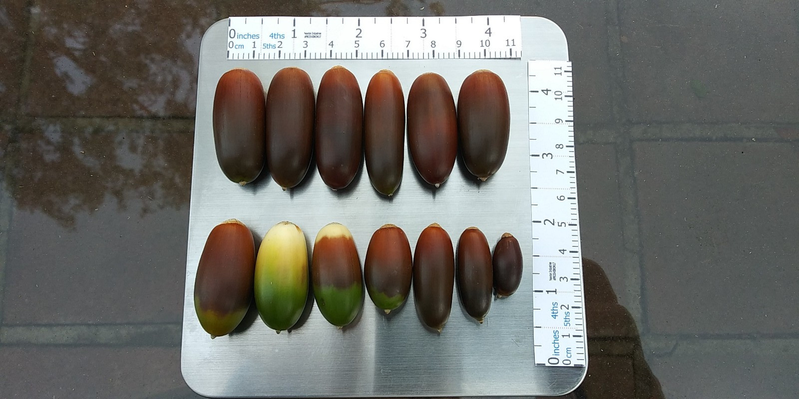 Acorns, Cork Oak, 100ct Fresh, Standard Pick - Fall 2025 - Good for Growing