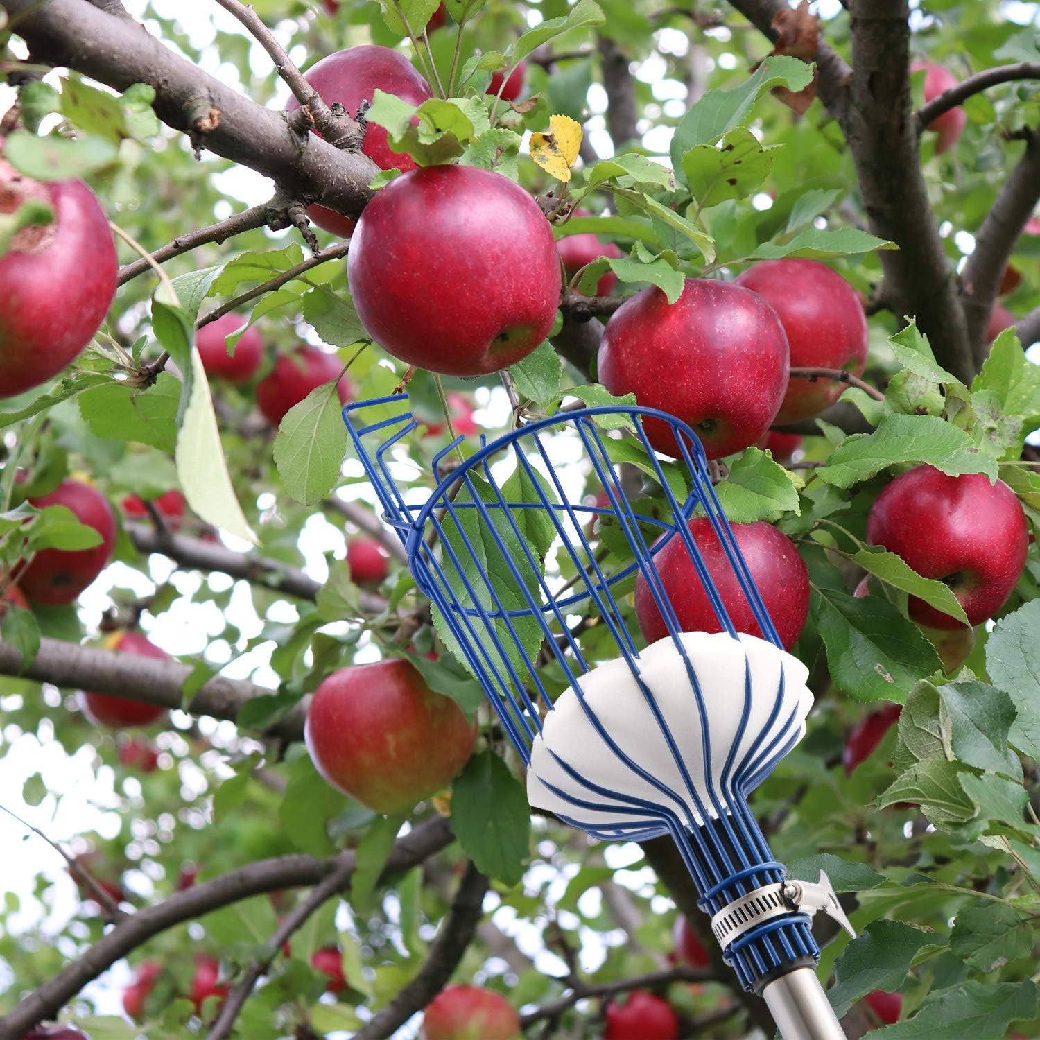 13ft Fruit Picker Pole with Basket Adjustable Apple Orange Tree Picking Tool