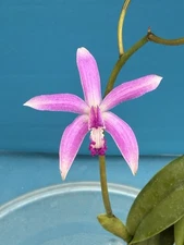 Laelia crispilabia Aka Cattleya caulescens Pink White Orchid Species BS 4” Pot