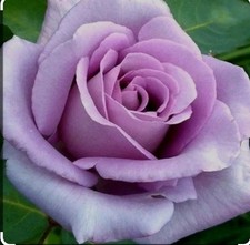 Bare Roots Climbing BLUE MOON Gorgeous BLUE /LILAC FRAGRANT ROSE