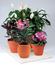 Water Storing Plant Watering Mat - Soil Moist Roll Mat (15' x 15.75")