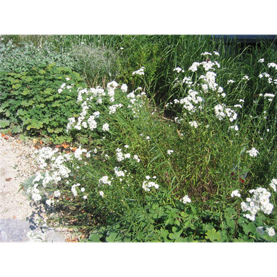 Achillea ptarmica 'The Pearl' - Bertrams-Garbe 'The Pearl' - 9 cm Topf
