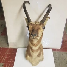 Vintage North American Proghorn Taxidermy Shoulder Mount, 10" Antler Spread