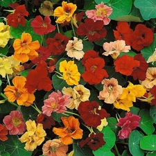 Dwarf Jewel Mix Nasturtium for Planting - Attractive Mixed Color Blooming Vine