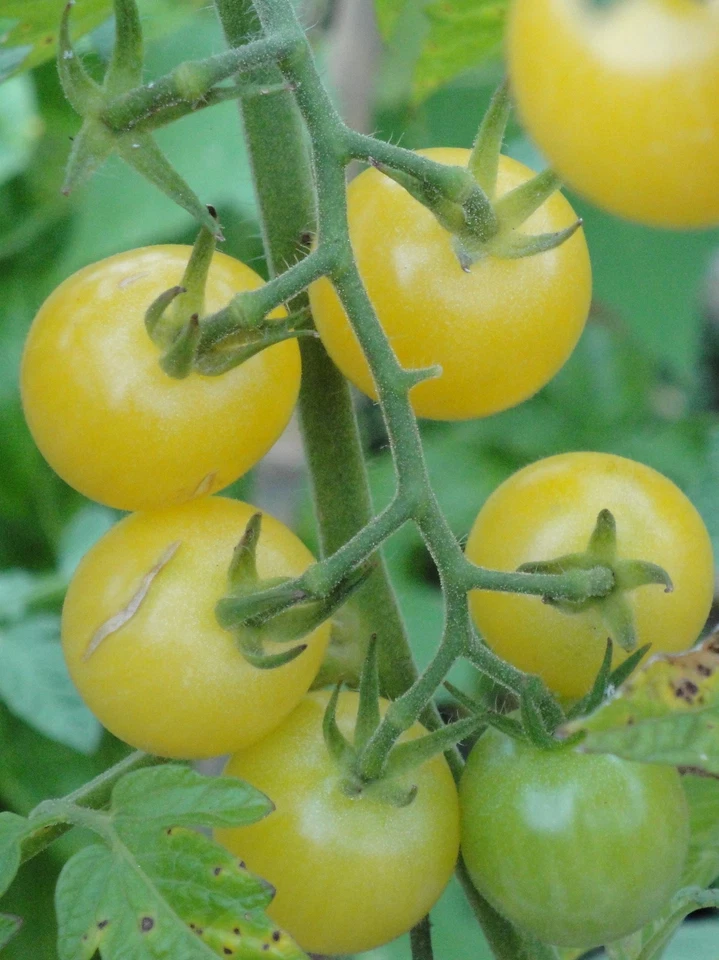 Tomate ’Dr Carolyn's White Cherry’10+ Samen - Seeds - SÜß ERTRAGREICH! P 171