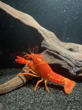 Live Neon Red Freshwater Crayfish (Procambarus clarkii)
