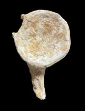 100% Genuine Plesiosaurus Vertebra – Jurassic Collector’s Treasure – Authentic