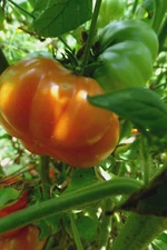 Rosso Sicilian - rare and unique Italian tomato