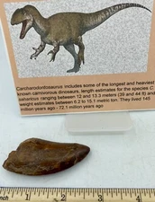 Tyrannosaurus T REX 2 3/4” African Carcharodontosaurus REAL F0SSIL R10