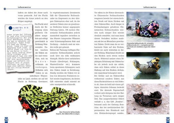 Thumbnail - Die Chinesische Rotbauchunke