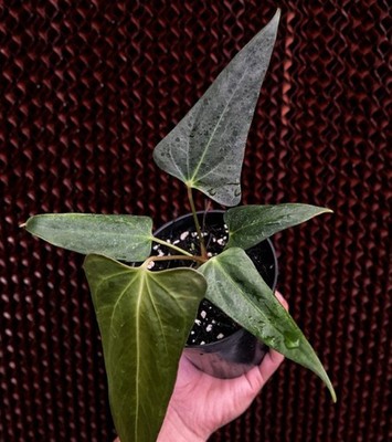 Anthurium Black Sweet x Warocqueanum Rare Velvet Anthurium Hybrid Dark Leaf