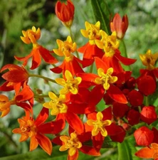 BLOOD FLOWER SEEDS 100+ "TROPICAL MILKWEED" annual FLOWER garden FREE SHIPPING