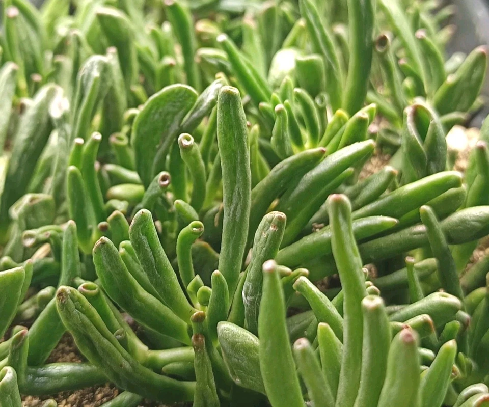 5 bewurzelte Crassula Ovata Gollum Bäumchen - Geldbaum  - Jadepflanze - Bild 3 von 3