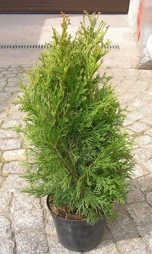 Thuja Occidentalis online kaufen | eBay.de