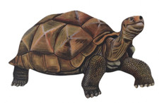 Tortoise Magnet - Tortoises - Tortoise Fridge Magnet P10-JM