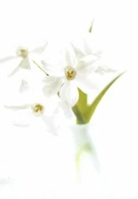 Happy Easter Springtime White Flowers Hallmark Greeting Cards - Set of 4