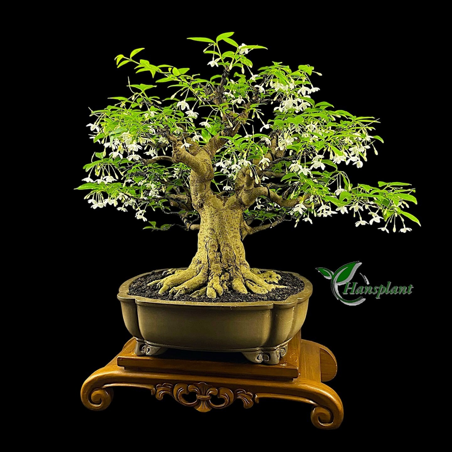 Actual plant Bonsai Wrightia religiosa bonsai tree