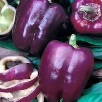 #ad Purple Beauty Bell Pepper Seeds Sweet NON GMO Heirloom Variety Sizes $33.99