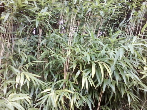 1 foot Pseudosasa japonica ARROW BAMBOO RHIZOME
