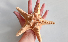 Genuine Giant Starfish Knobby Dried for Curiosity Cabinet Collection DIY Craft