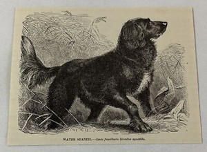 1885 book engraving ~ WATER SPANIEL dog