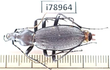 i78964. Insects, Carabidae sp. Vietnam, New?