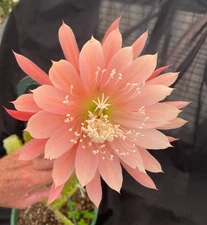 Epiphyllum Orange Fiesta, Two Rooted Plants Shipped in 3" Pot