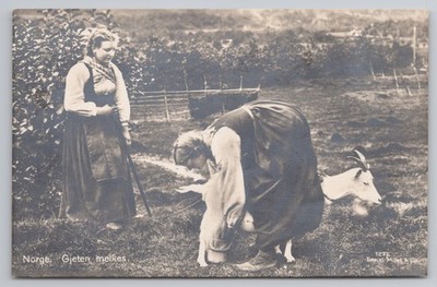 RPPC Norwegen Gjeten Melkes Melking Goat Folk Dress Mittet Co Social History
