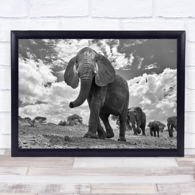 Matriarch Marsch Tarangerie Afrika Tansania Elefanten Savanne Natur Kunstdruck