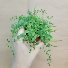 Peperomia Prostrata - String of Turtles | 3" Potted Houseplant | Rare Succulent