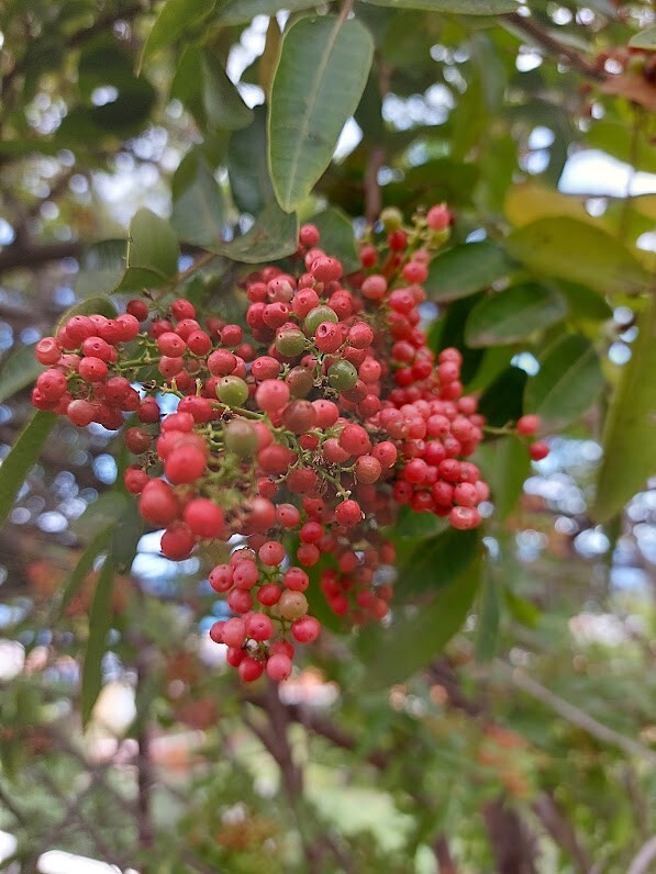 PIMENTERO BRASILEÑO AOREIRA PIMIENTA ROSA 5+ Semillas Seeds Graines Samen F 219