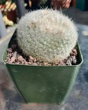 Parodia Haselbergii Cactus Ships In A 4" Pot! Blooms Yellow Beautiful Specimen!