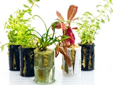 Live Aquarium Starter Plants – from 99p EACH | Easy Care Aquatic Potted Plants