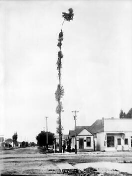 A Tall Eucalyptus Tree On The Corner Of 36Th Place Or Street? Look - Old Photo