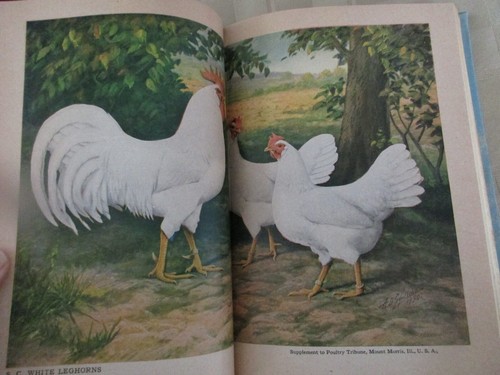 1944 - ABC OF POULTRY RAISING - HC - Imagen 7 de 9