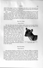 Original Old Antique Print Natural History 1894 Pudu Deer Musk Male Female 19th