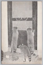 Florida Longboat Key JORI'S Restaurant Racoons Postcard 6a