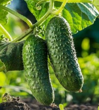 20   Cucumber Seeds   Authentic Fresh Harvest of 2025 - National Pickling - A 53
