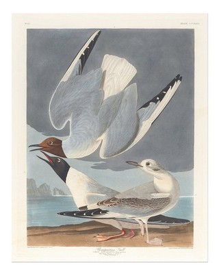Vintage Audubon Möwen Wandkunst Naturmöwen Wandkunst Kunstdruck