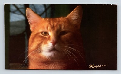 Headshot Of Morris The 9-Lives Cat Beautiful Orange Tabby Photograph Kitty