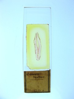 Antique microscope slide. Finely ground section of a Tooth.