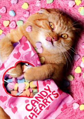 AVANTI PRESS Avanti Sweetheart Cat Funny Valentines Day Card