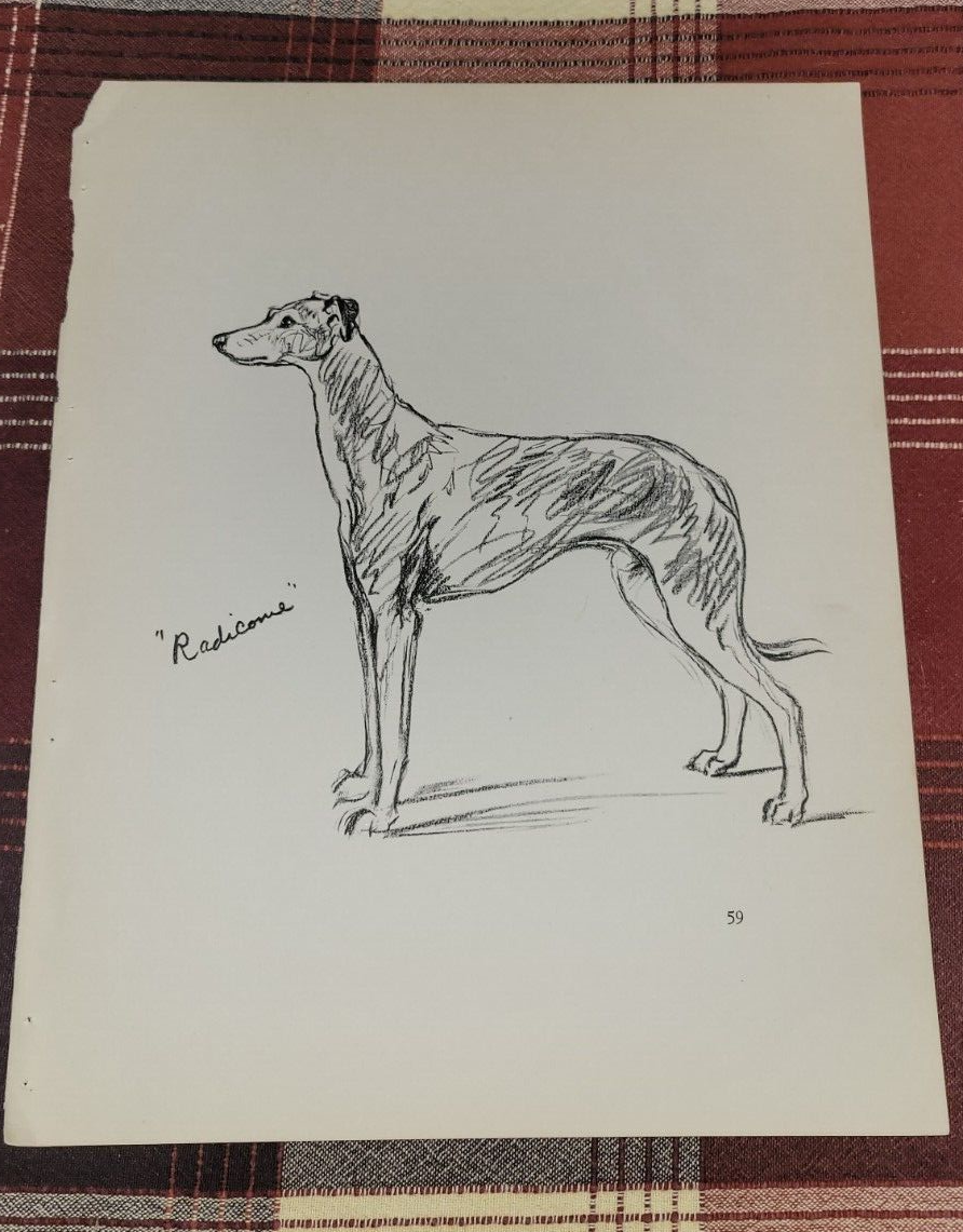 Radicome THE GREYHOUND Dog Drawing by Lucy Mac Dawson Art Print 1940's