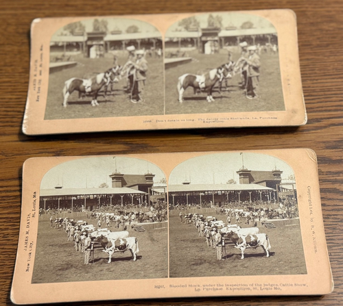 2 Bovini LA Acquisto Esposizione St Louis 1904 Esposizione Universale Kilburn Stereoviews - Foto 9 di 12