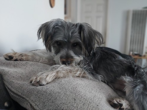 LMOP0977L 100% handmade painted Lovely Dog art oil painting on canvas