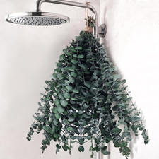 16 PCS Real Dried Eucalyptus for Shower, 16", 17" Natural