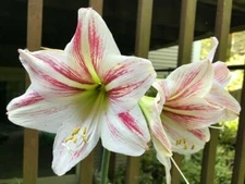 AMARYLLIS Graffiti HIPPEASTRUM 