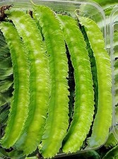 Buy 1 Get 1 Free - 50 Asian Winged Bean Seeds