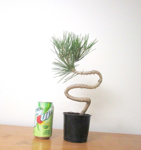 Japanese Black pine for shohin mame bonsai tree curving trunk multiple listing - Picture 4 of 7