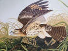 Audubon M Bernard Loates LTD ED Lithograph Red Shouldered Hawk Signed & Numbered